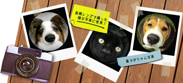 魚眼レンズ加工について 犬猫 ペットの写真オリジナルグッズ作成